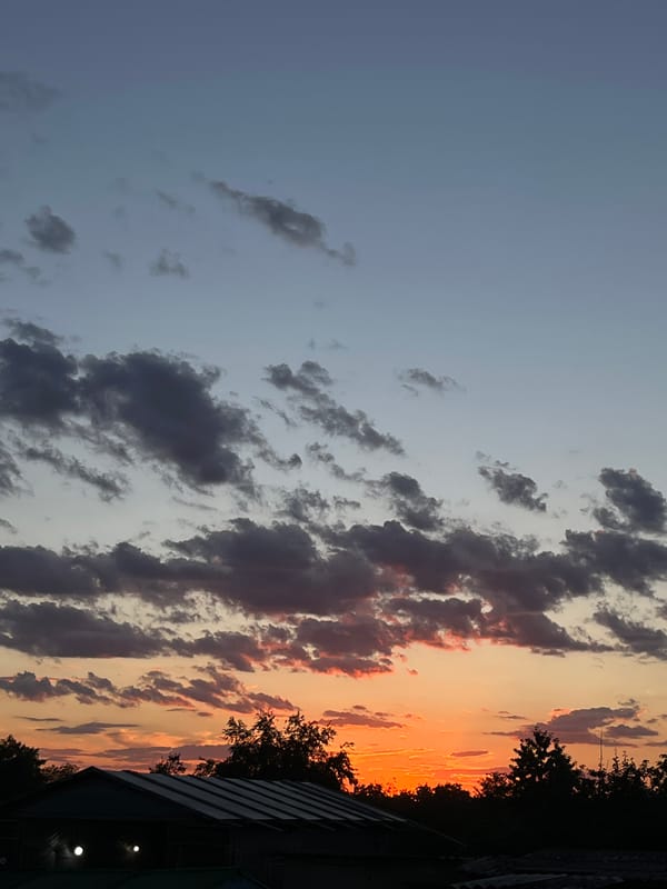 Golden hour in a garden: sky, flowers, and small details