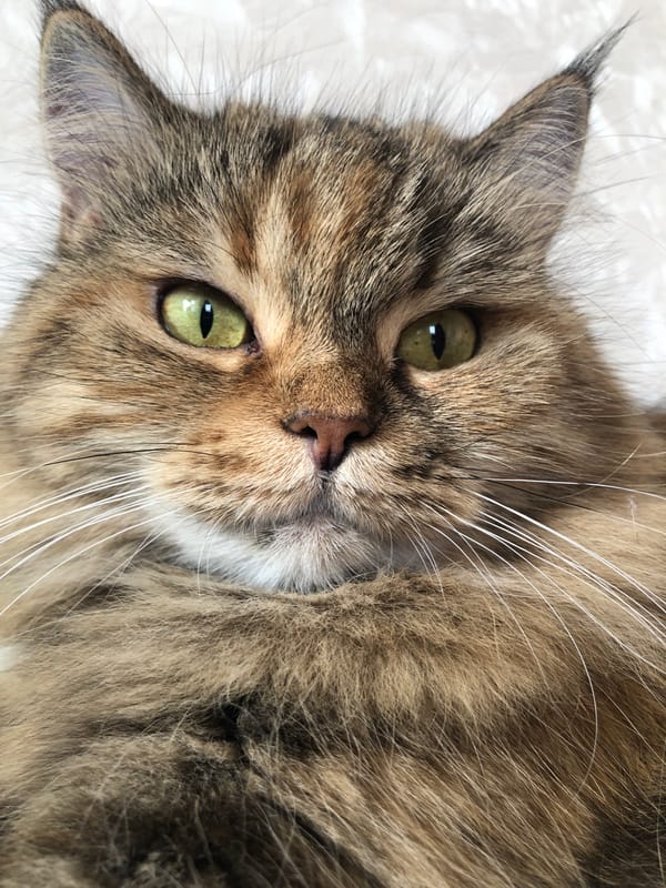 Cats lounging and grooming across various cozy indoor spots