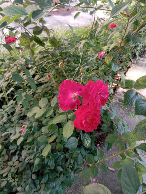 Spring blooms documented in Chah Sultan gardens