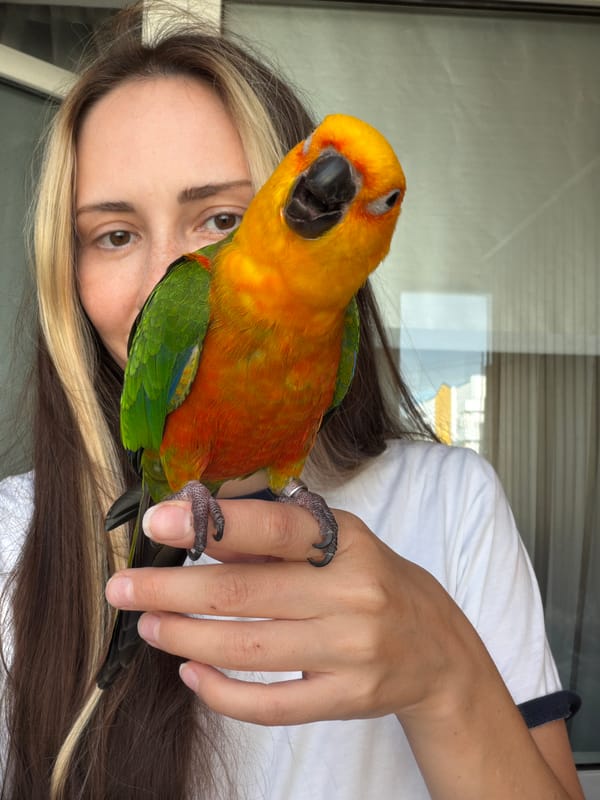 Sun conure parrot hangs out with its people in Khimki apartment