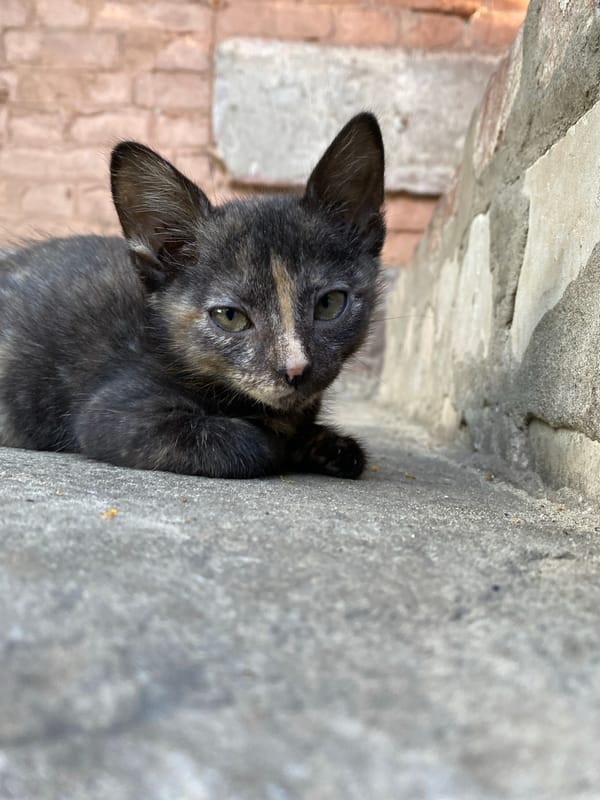 Street kittens on a concrete ledge, up close and curious