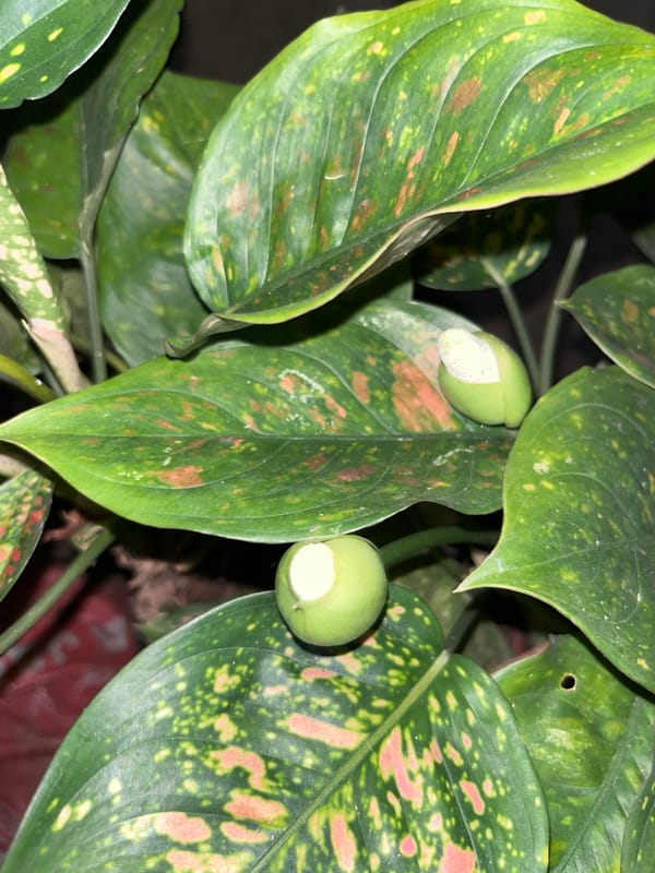 Tropical plants with colorful variegated leaves photographed in Indonesia