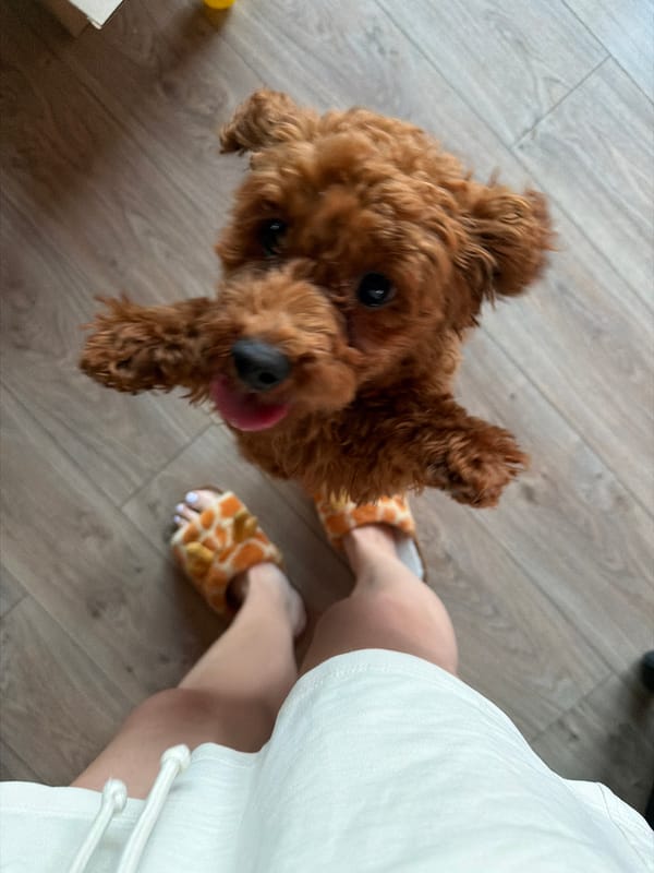 Poodle in giraffe-slipper chaos on a Sofia living room floor
