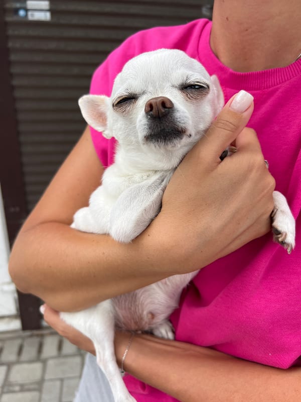 Sleepy white Chihuahua cradled close in Kryzhanivka