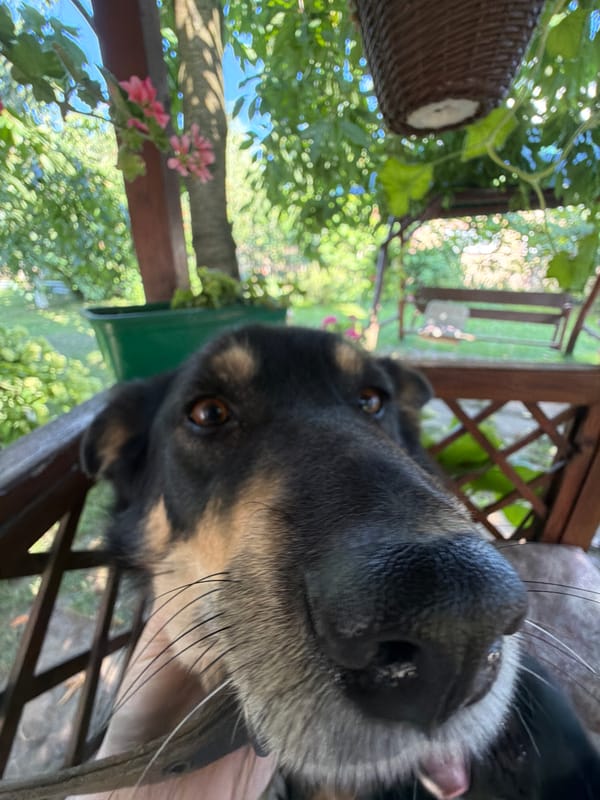 Black and tan dog relaxes on a wooden deck, multiple angles.
