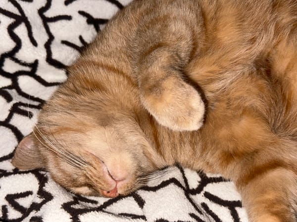 Orange tabby cat sleeps peacefully on blanket in Surgut