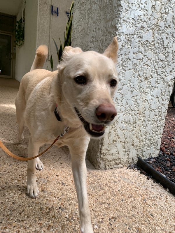 Dog walker and hedgehog spotted in Tel Aviv