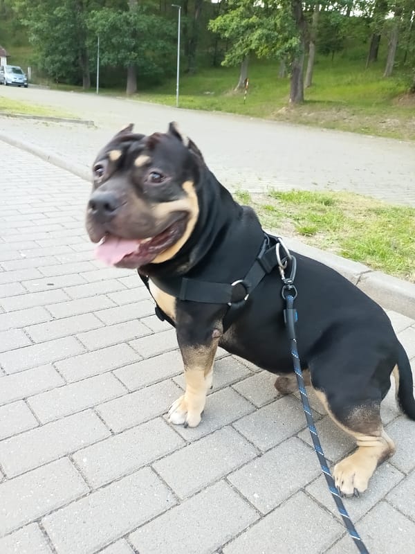 American Bully on a leash, pausing on a Cheb walkway
