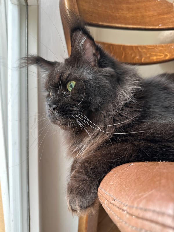 Cats, fish tanks, and coffee in a cozy home setting
