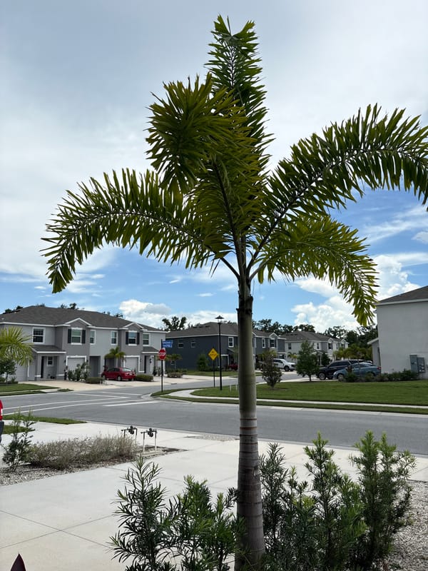 Palm-lined suburban street in Bradenton, Florida