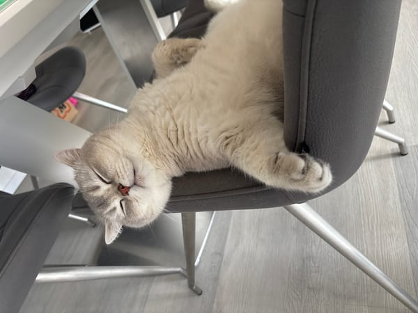 Morning indoor scenes with sleeping cats and home details
