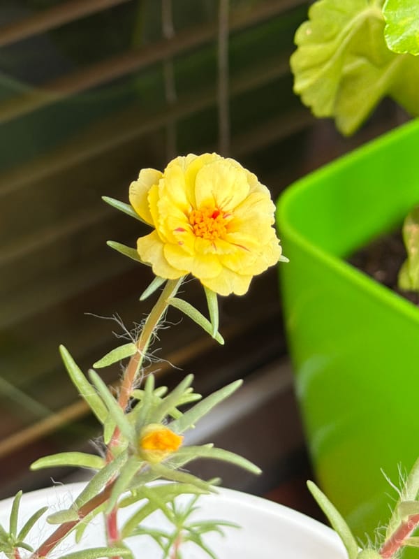 Balcony flower close-ups in Lovech, Bulgaria