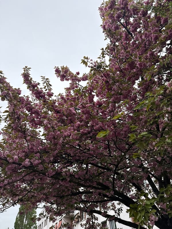 Pink flower petals blanket streets in Sarcelles, France