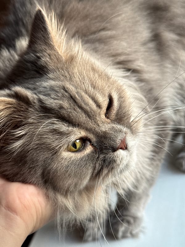 Grey cat close-ups and Luhansk rooftop sunset views