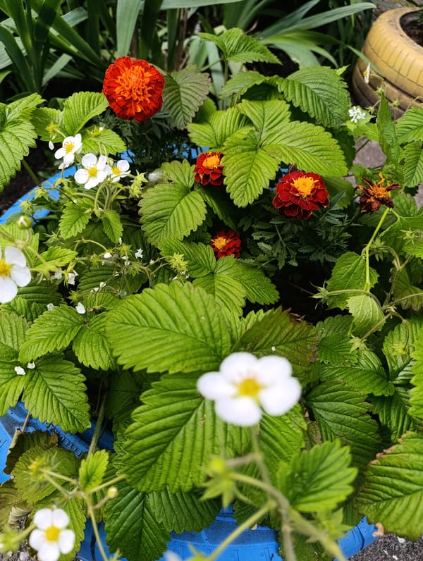 Spring flowers bloom across Bila Tserkva gardens in Ukraine