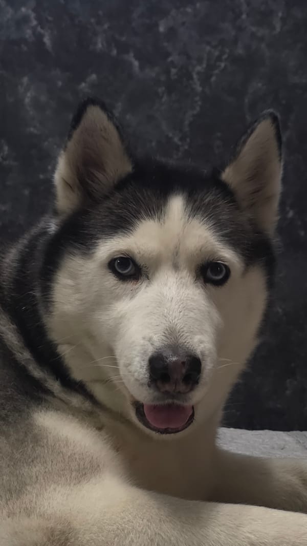 Blue-eyed Siberian Husky chilling indoors and outdoors in Moscow