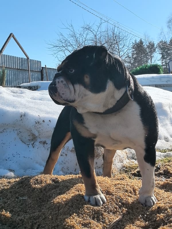 English Bulldog documented playing in winter yard in Russia