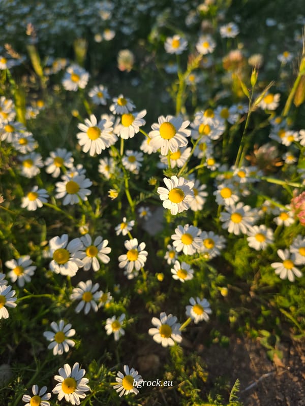 Rural life documented in Chal, Bulgaria: cats, dog, flowers