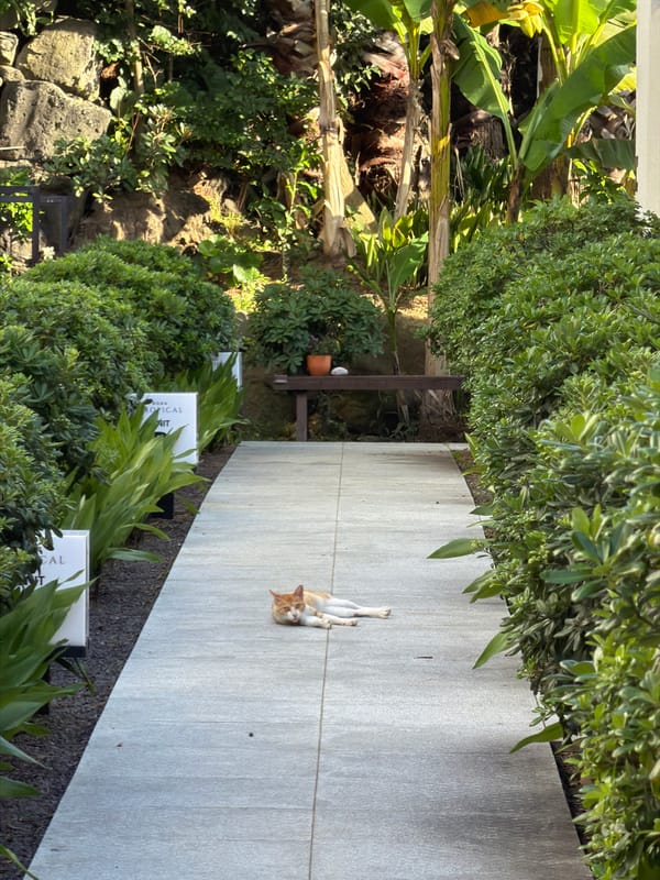 Cat lounging on a tiled path in Jeju's greenery
