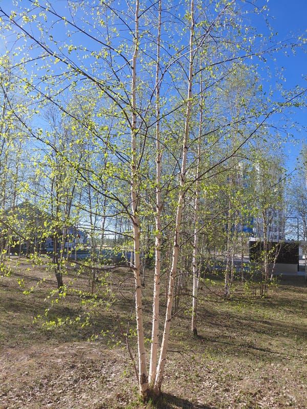 Early morning photography session captures spring scenes in Nadym, Russia