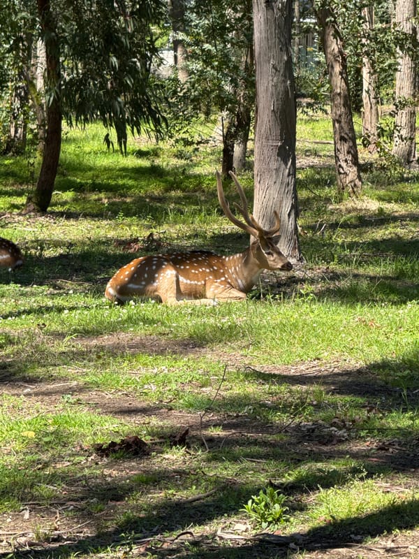 Wildlife spotted in Shekvetili: deer and lemur sightings