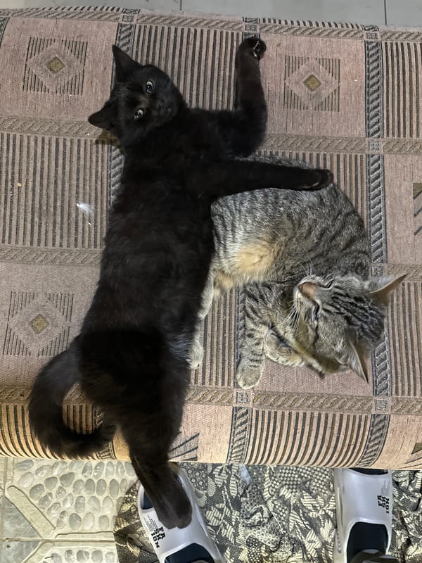 Domestic scenes captured in Kursk: cats resting, cars parked