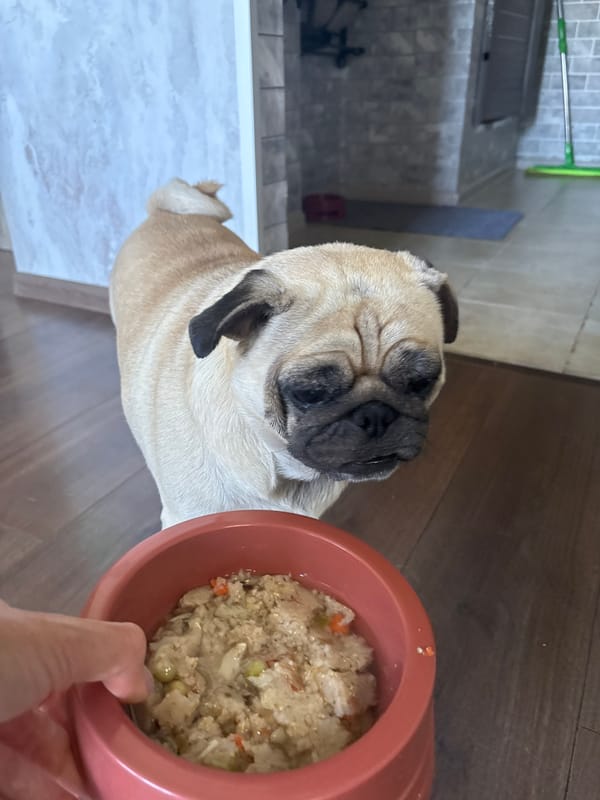 Pug's feeding and rest routine, punctuated by 'Very beautiful' reaction slides