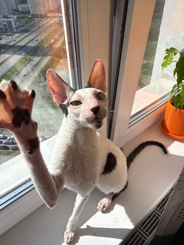 Cats on Yekaterinburg windowsills, marigolds on the ledge
