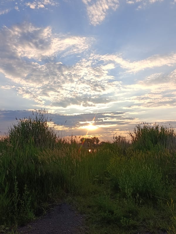 Golden sunset light over reeds and grassland in eastern Ukraine
