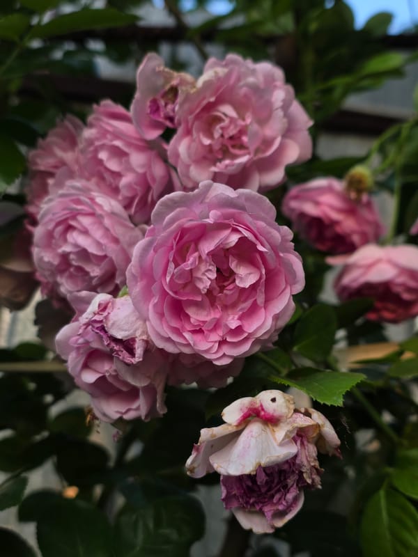 Garden flowers, backyard details, and decorative objects up close