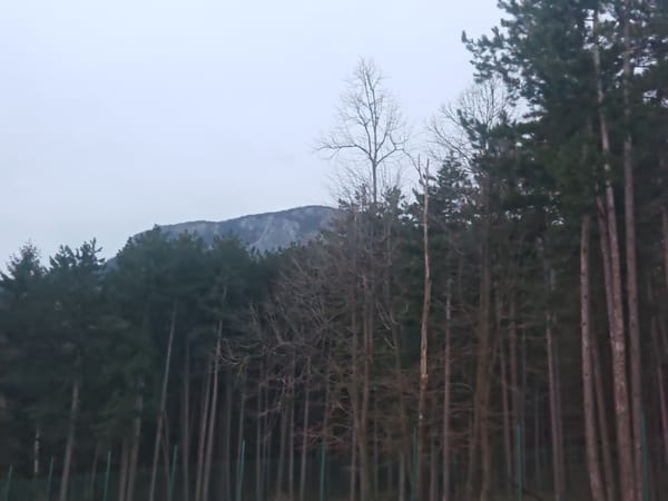 Forest views captured near Vratsa, Bulgaria under overcast skies