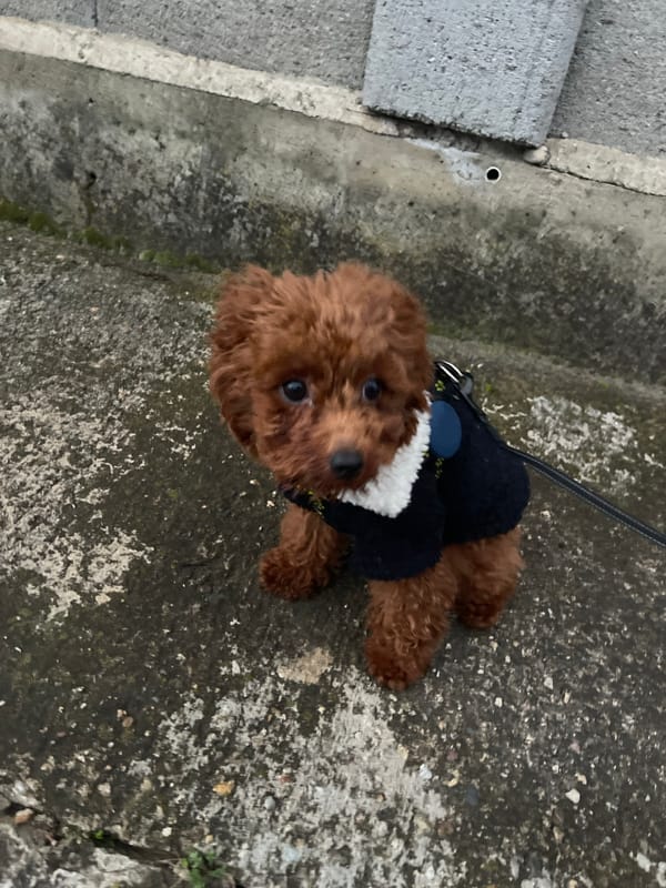 Small poodle in jacket spotted on Sofia street