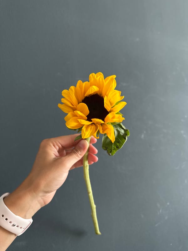 Woman poses with sunflowers in early morning Fethiye photo session