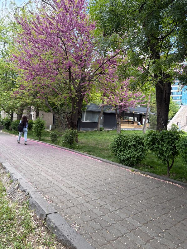 Woman walks tree-lined walkway in Yerevan