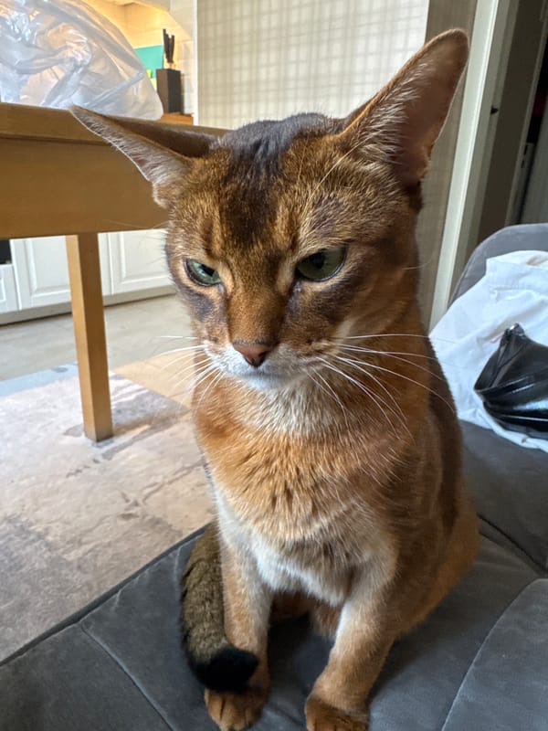 Abyssinian cat hanging around a Moscow apartment
