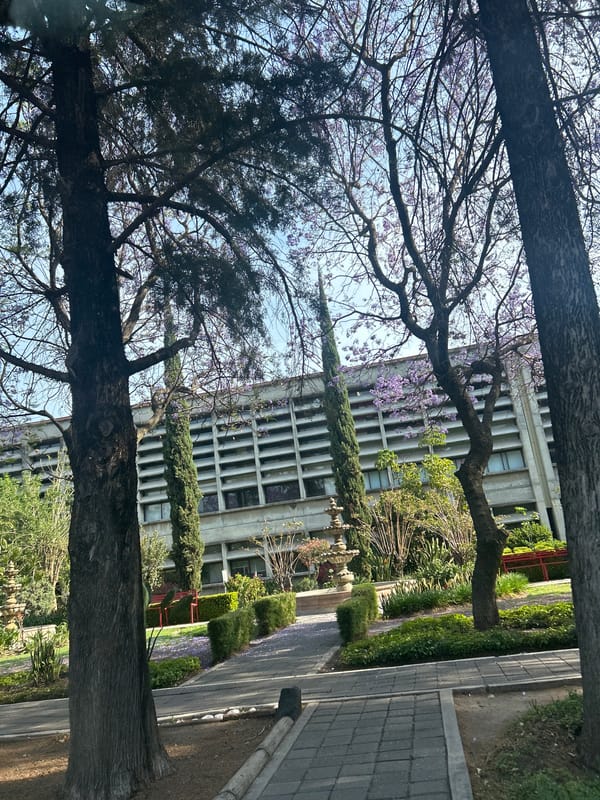 Jacaranda tree blooms purple in public garden setting
