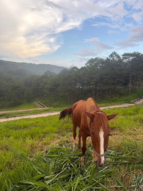 Tethered horse grazing in Da Lat's hilly countryside