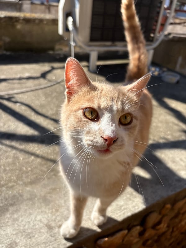 Cat photo and selfie captured in Silistra, Bulgaria
