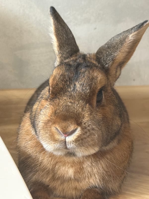 Pet rabbit and cat at home in Solikamsk