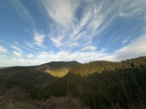 Sunlit mountain forest captured in Bulgaria's countryside