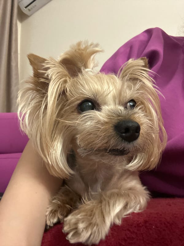 Yorkshire Terrier photographed during playful moments in Sofia