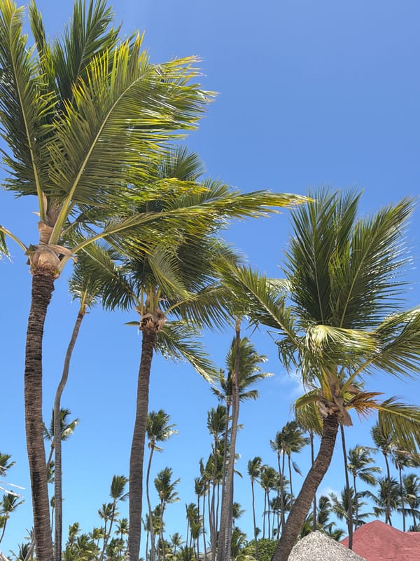 Palm trees photographed against blue sky in Higüey