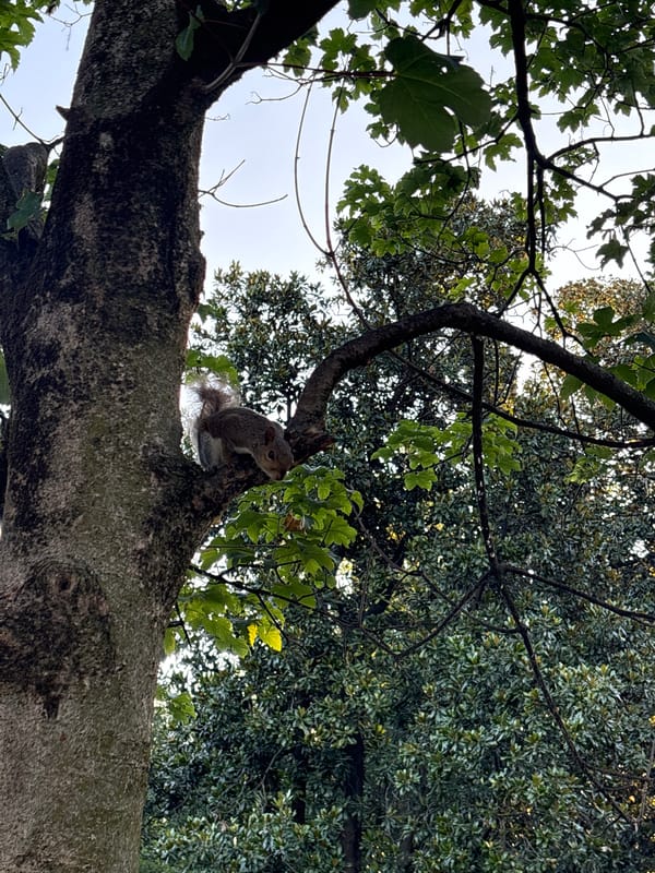 Squirrels and Tai Chi in Parco Sempione on a clear morning