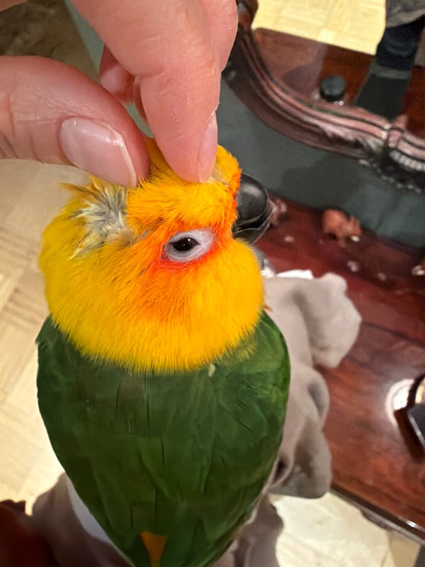 Woman interacts with colorful parrot in Khimki home