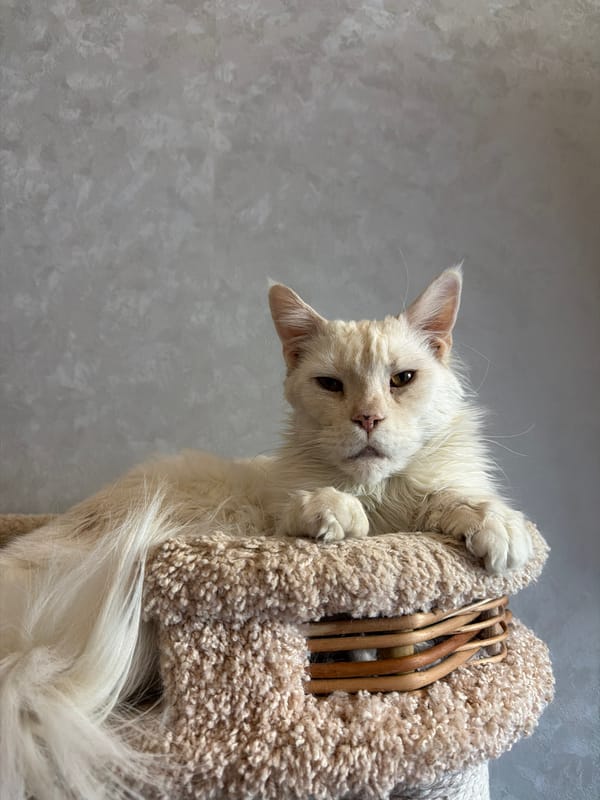 Domestic cats spotted in comfortable indoor settings in Kazan