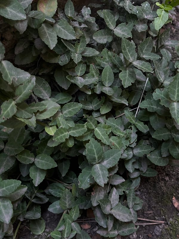 Close-up garden and car details from a Lviv backyard