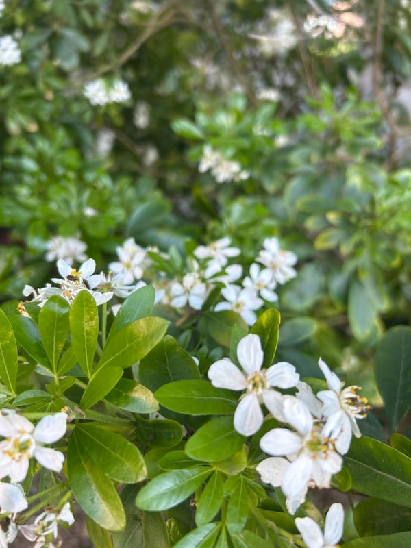 Spring flowers, Paris street, office building observed afternoon