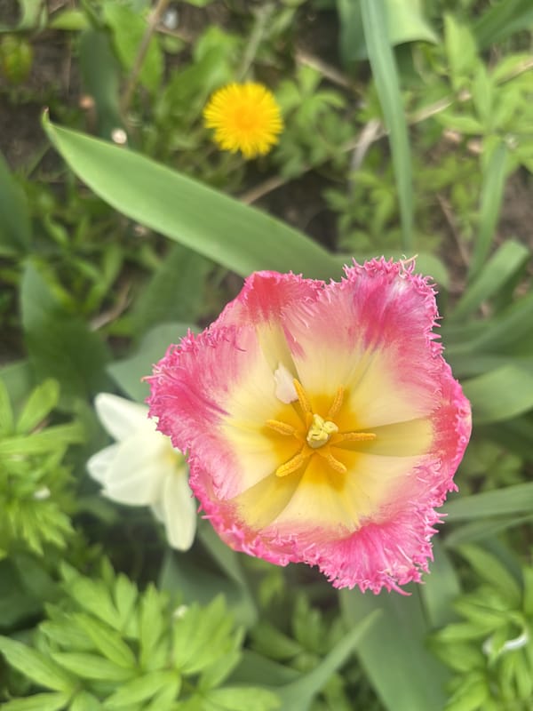 Fringed tulip blooms in Kharkiv garden