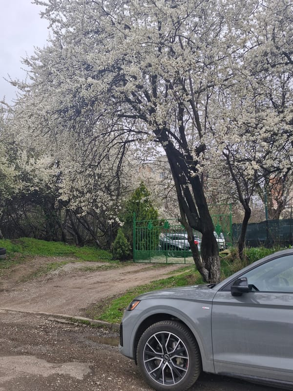 Gray Audi parked beside blooming tree on Sofia dirt road