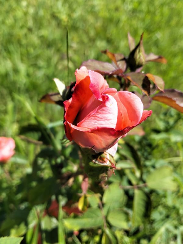 Moldovan backyard in bloom, summer morning in Ivancea